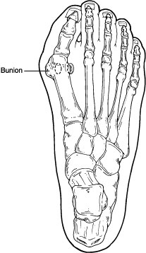 healthy foot structure