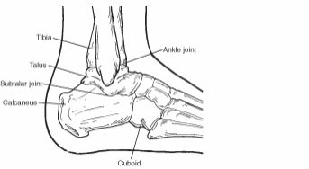 Diagram of the calcaneus and surrounding bones